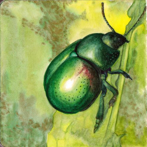 Tansy Beetle in Watercolour Painting of Tansy Beetle