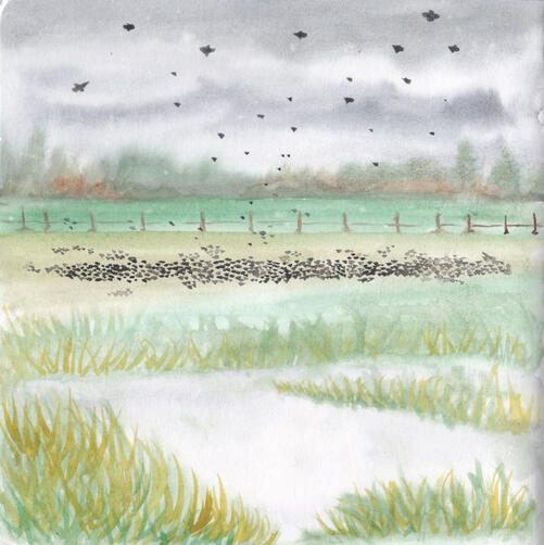 Starlings in nature reserve Watercolour painting of starlings