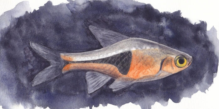 Watercolour painting of Rasbora