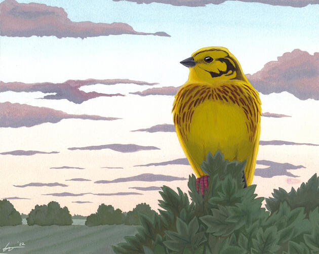 Yellowhammer in Gouache