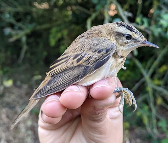 Photo of a Sedge Warbler having been ringed